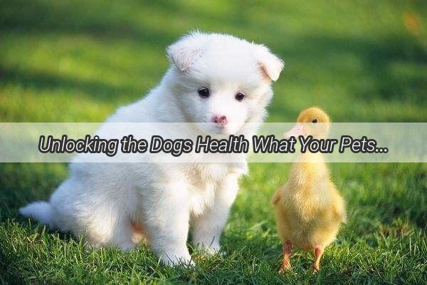 Unlocking the Dogs Health What Your Pets Plasma Test Reveals